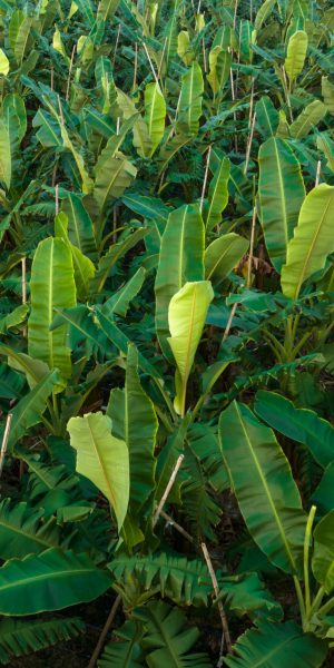 Aerial view of banana trees growing at field