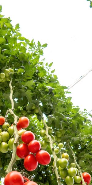 A beautiful red ripe tomatoes grown in a greenhouse