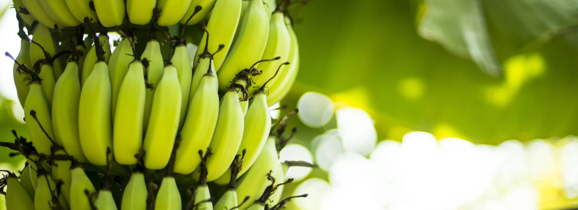 csm_Banana_8775c22bb9