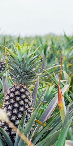 Planting pineapple with the sky at farm.