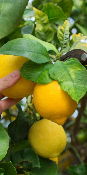 Young woman farmer picking lemons with garden pruner in female hands on a lemon tree in the orchard on a sunny day. Seasonal, summer, autumn, homegrown, hobby concept. Harvesting in Spain